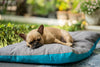 Comment choisir le couchage idéal pour votre chien ? Guide complet 2026