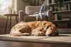 Le Sommeil Indispensable de Votre Chien : Découvrez le Lit Ultra Doux, le Cocon Parfait !