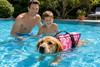 Sécurité aquatique : pourquoi équiper son chien d’un gilet de sauvetage cet été ?