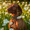 Collier en Cuir Véritable Rembourré pour Chien – Doux, Ajustable, Toutes Races