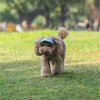Casquette Baseball pour Chien – Visière Ajustable avec Trous pour les Oreilles