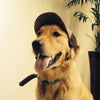 Casquette de Soleil pour Chien – Bob Ajustable avec Trous pour les Oreilles