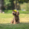 Casquette Baseball pour Chien – Visière Ajustable avec Trous pour les Oreilles