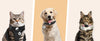 Médaille QR Code Connectée pour Chien et Chat – Alerte Localisation