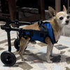 Fauteuil Roulant de Rééducation pour Chien et Chat – Aide à la Mobilité