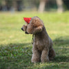 Casquette Baseball pour Chien – Visière Ajustable avec Trous pour les Oreilles