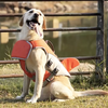 Gilet de Sauvetage pour Chien – Aileron de Requin Réglable Piscine et Mer