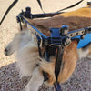 Fauteuil Roulant de Rééducation pour Chien et Chat – Aide à la Mobilité