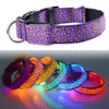 Collier LED Léopard pour Chien et Chat – Sécurité Nocturne Ajustable