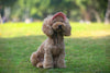 Casquette Baseball pour Chien – Visière Ajustable avec Trous pour les Oreilles