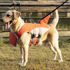 Gilet de Sauvetage pour Chien – Aileron de Requin Réglable Piscine et Mer