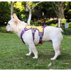 Harnais Anti-Traction pour Chien - Gilet Confortable et Sécurisé pour Promenades