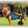 Fauteuil Roulant de Rééducation pour Chien et Chat – Aide à la Mobilité