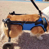 Fauteuil Roulant de Rééducation pour Chien et Chat – Aide à la Mobilité