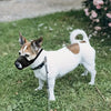 Muselière Respirante d’Été pour Chien – Anti-Aboiement Outdoor