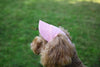 Casquette Baseball pour Chien – Visière Ajustable avec Trous pour les Oreilles