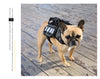 Sac de Randonnée Tactique pour Chien – Sacoche Dorsale Nylon 1000D Système MOLLE
