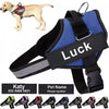 Harnais Gilet Personnalisable pour Chien – Patch ID Réfléchissant