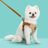 Harnais Gilet Motif Ours avec Laisse pour Chien – Respirant Ajustable