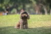 Casquette Baseball pour Chien – Visière Ajustable avec Trous pour les Oreilles