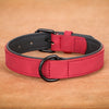 Collier en Cuir Véritable Rembourré pour Chien – Doux, Ajustable, Toutes Races