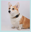 Collier Réfléchissant pour Chien avec Porte-AirTag – Nylon Ajustable