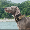 Collier Tactique Militaire pour Chien – Nylon Réfléchissant avec Poignée