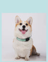 Collier Réfléchissant pour Chien avec Porte-AirTag – Nylon Ajustable