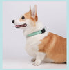 Collier Réfléchissant pour Chien avec Porte-AirTag – Nylon Ajustable