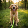 Laisse Mains Libres - Confort Golden Retriever